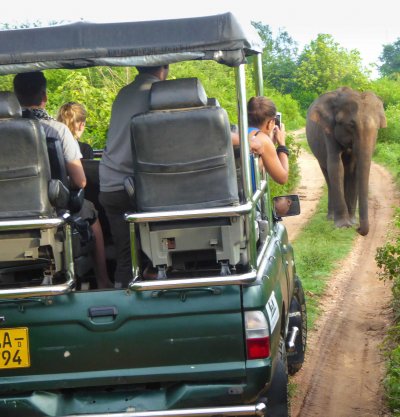 Wild Life Safari