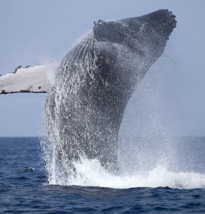 Whale Watching