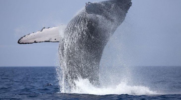 Whale Watching