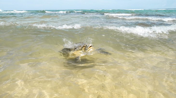 Turtle Watching