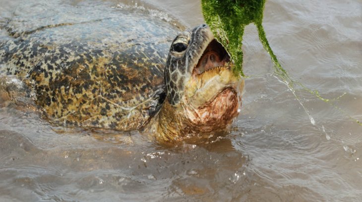 Turtle Watching