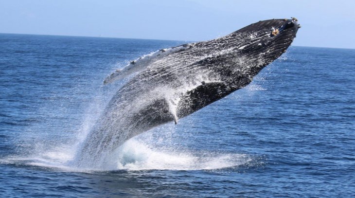 Whale Watching