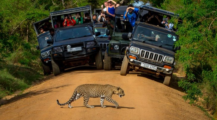 Wild Life Safari