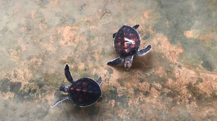 Turtle Watching