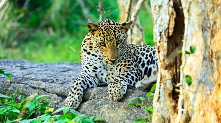 Wild Life Safari
