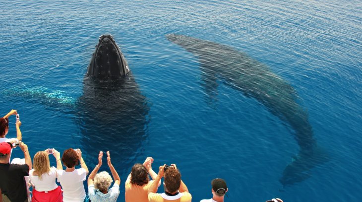 Whale Watching