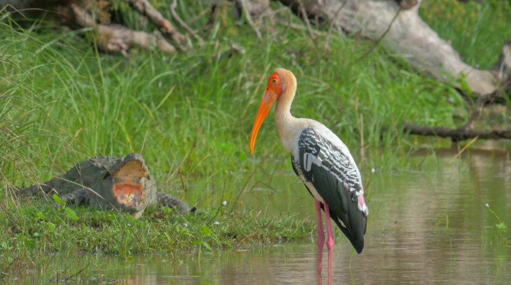Wild Life Safari