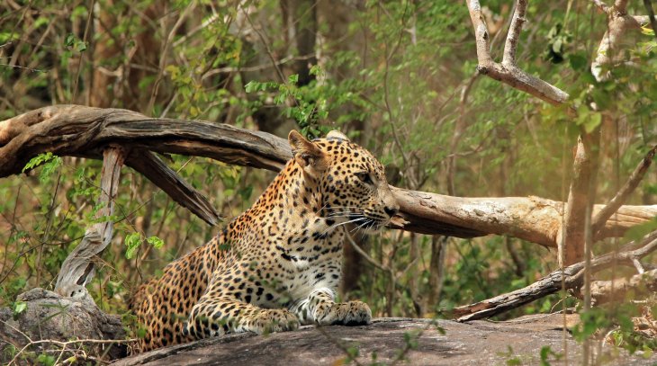 Wild Life Safari