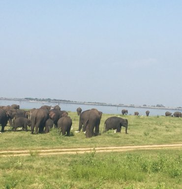 Wild Life Tours