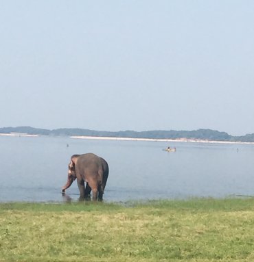 Wild Life Tours
