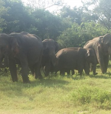 Wild Life Tours