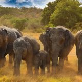 Minneriya National Park