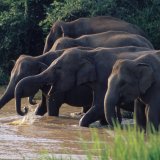 Minneriya National Park